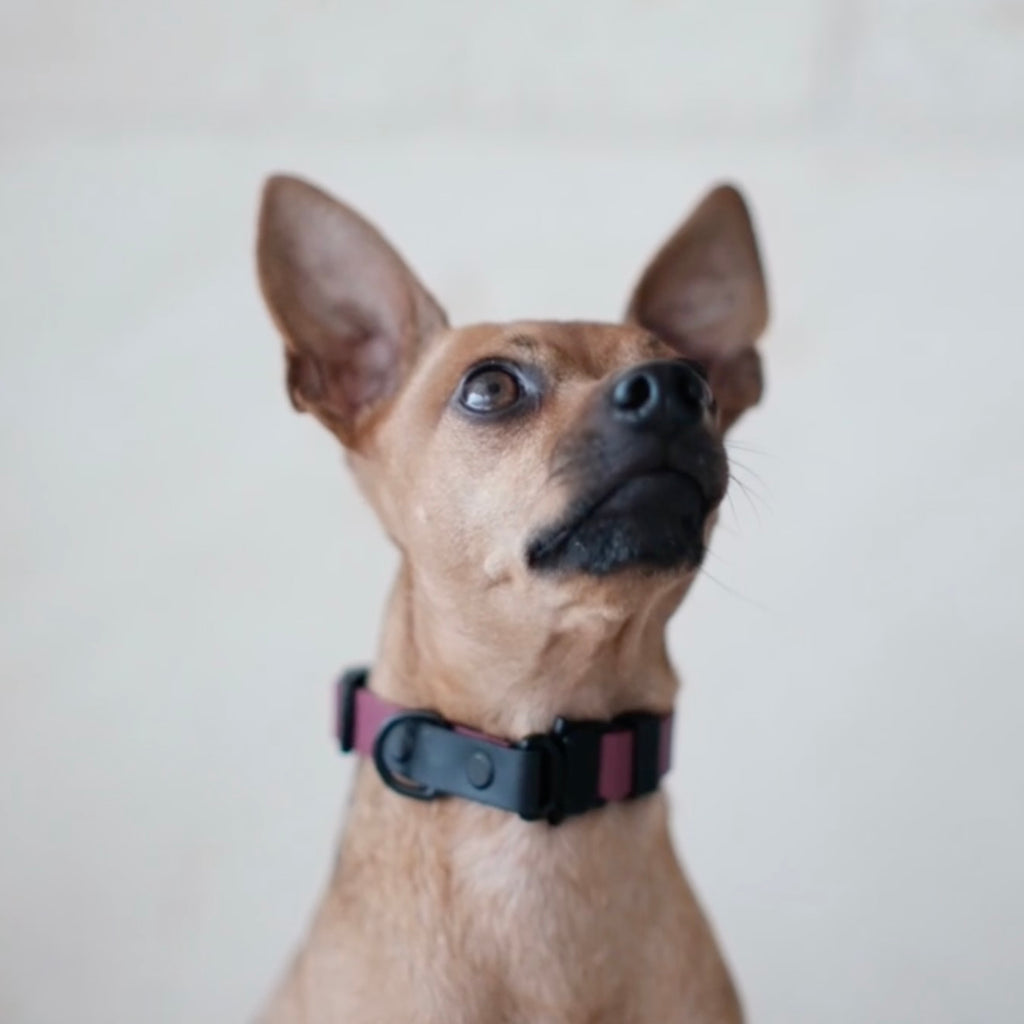 Halsband "Vino Tinto" - Limited Edition