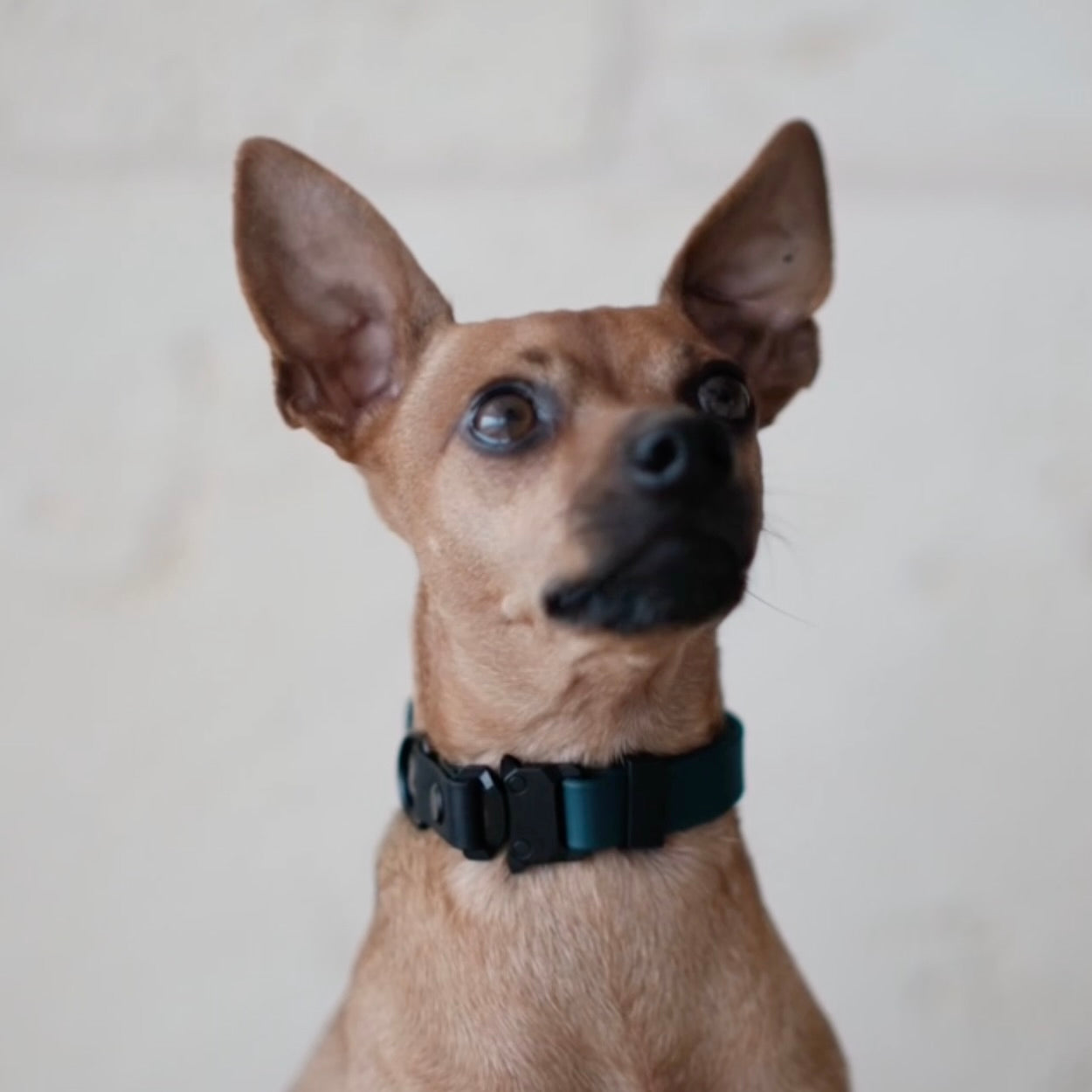 Halsband "Pino" - Limited Edition